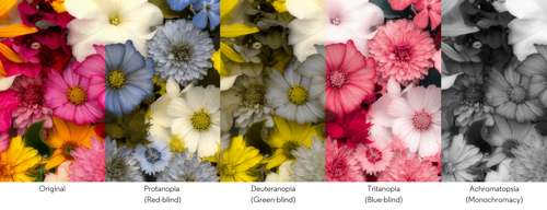 A visual comparison of how flowers appear to individuals with different types of colour vision deficiencies.